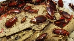 Може ли лебарки да залак лице?